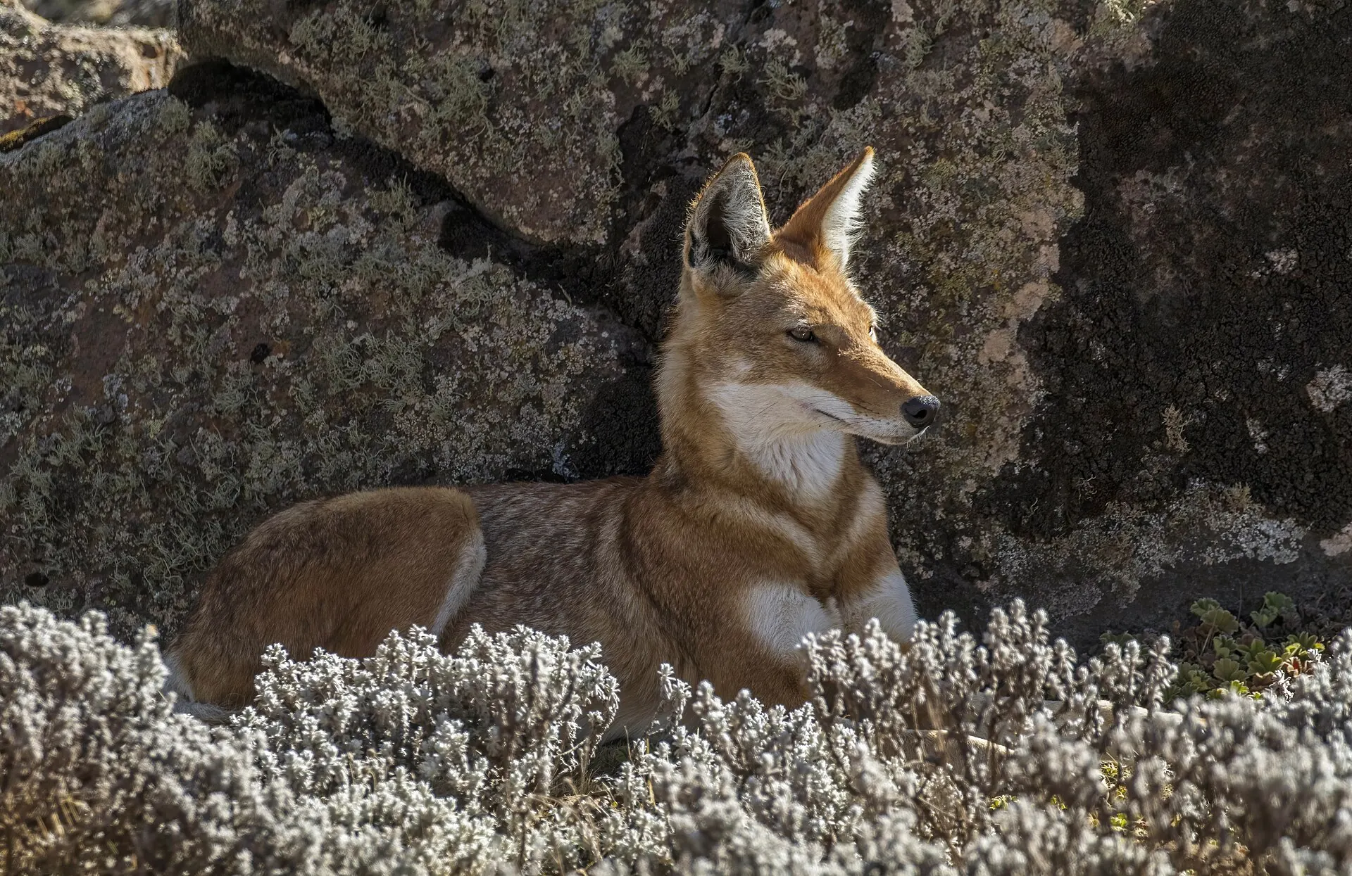 An Ethiopian wolf resting among everlasting flowers beside a boulder on the Sanetti Plateau