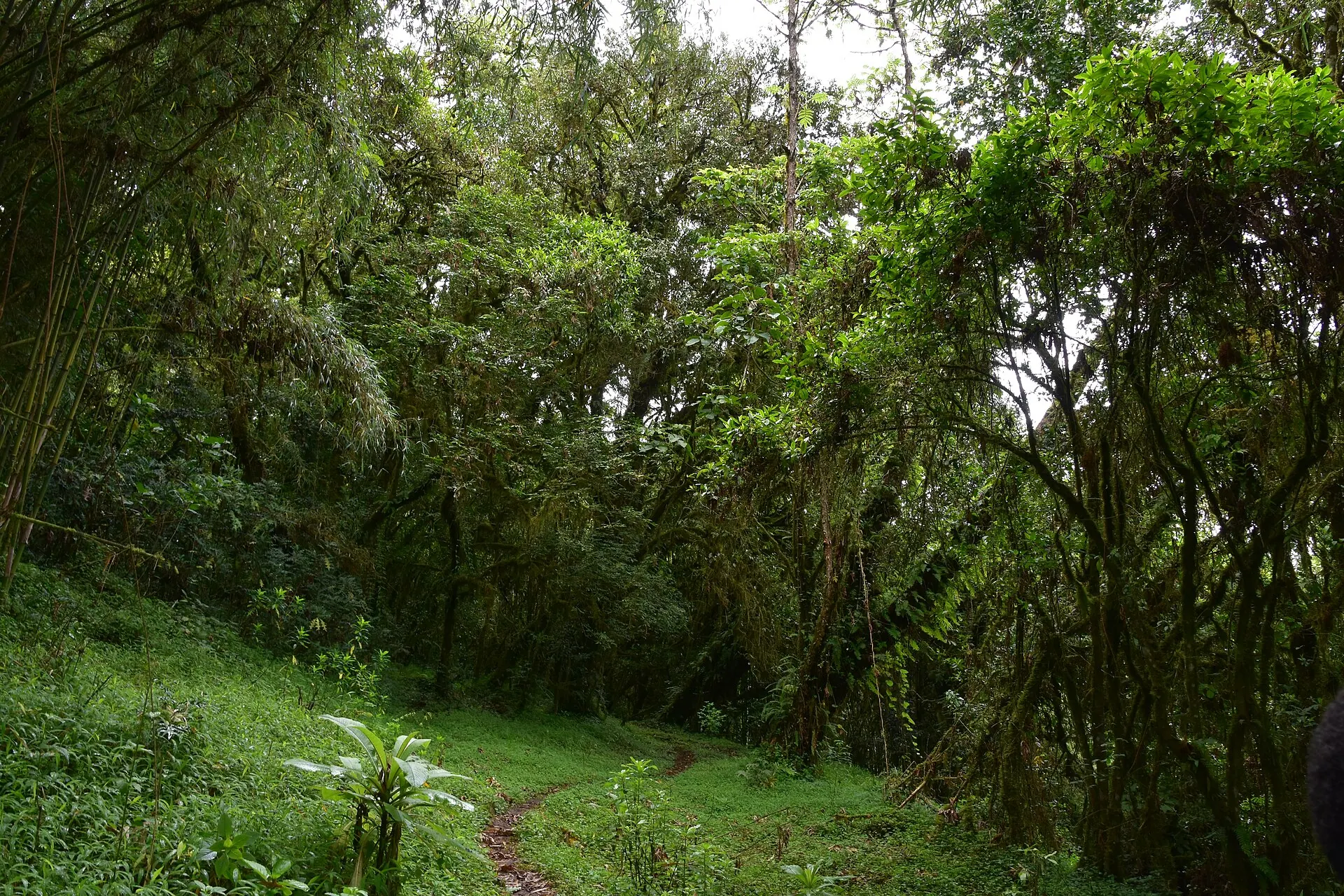 A path into the green, moss-hung Harenna cloud forest